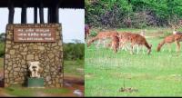 වසා දැමුණු යාල වනෝද්‍යානයේ කලාප යළි විවෘත වෙයි